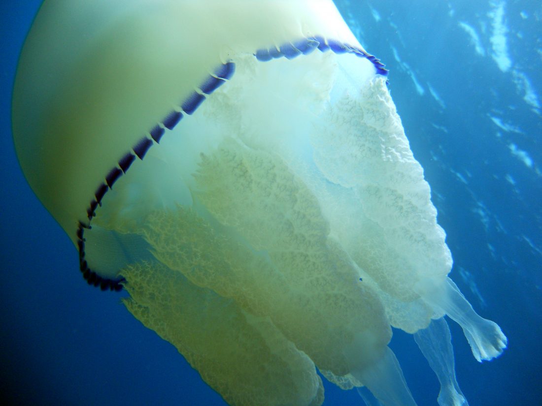 medusa polmone di mare