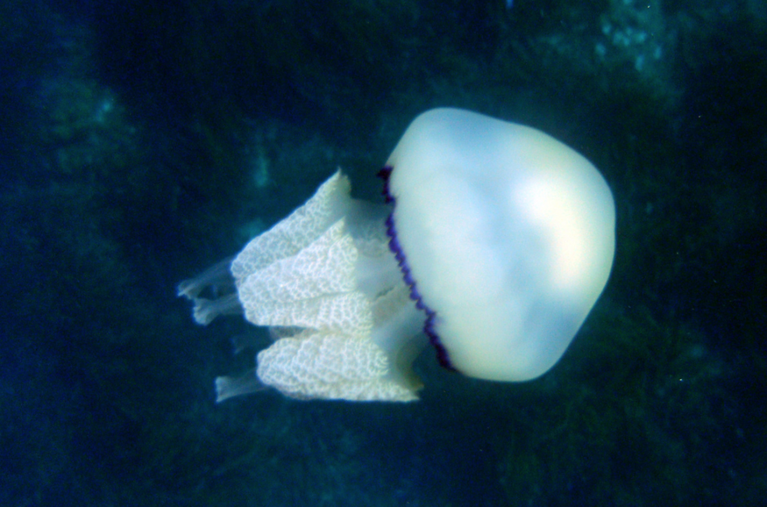 medusa polmone di mare